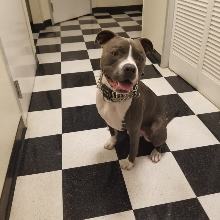 MaSiWei, an American Bully tested with EmbarkVet.com