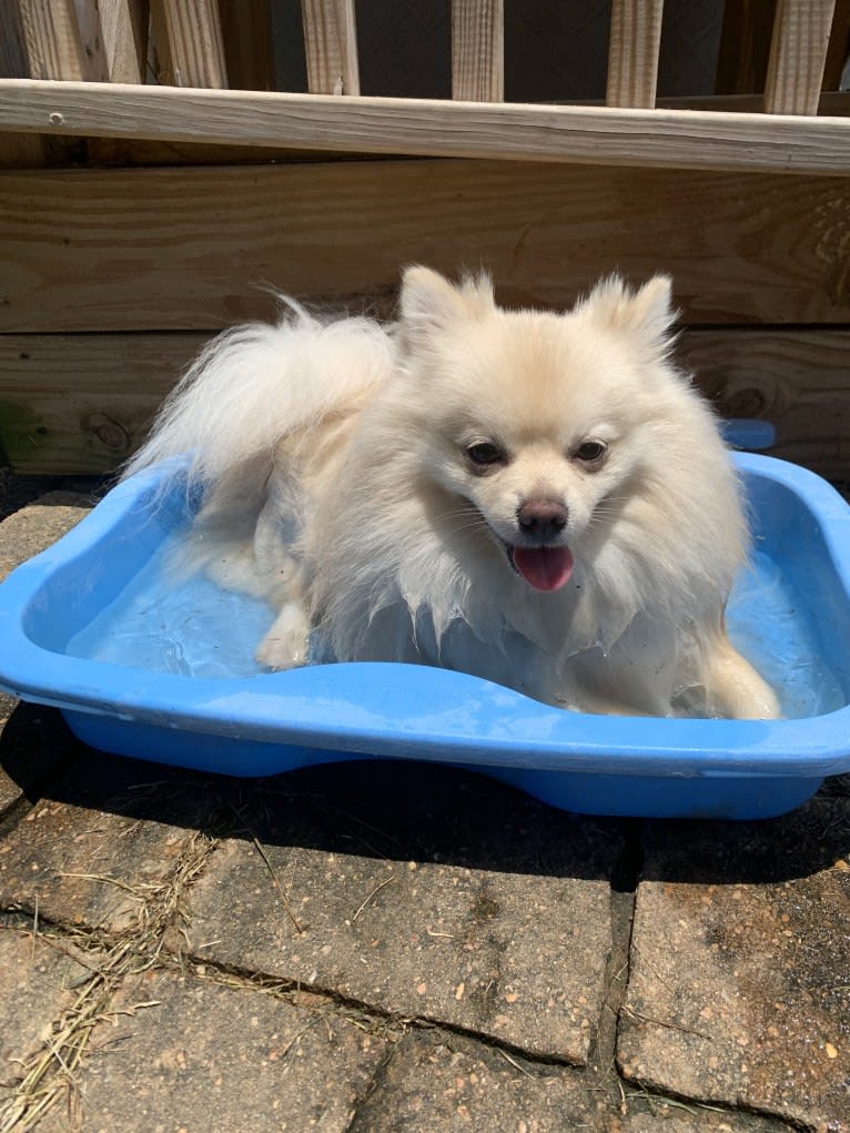 Koda, a Pomeranian tested with EmbarkVet.com