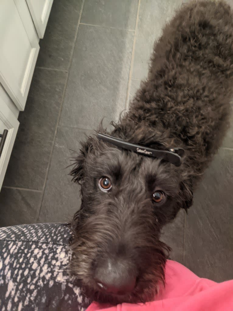 River, a Labradoodle tested with EmbarkVet.com