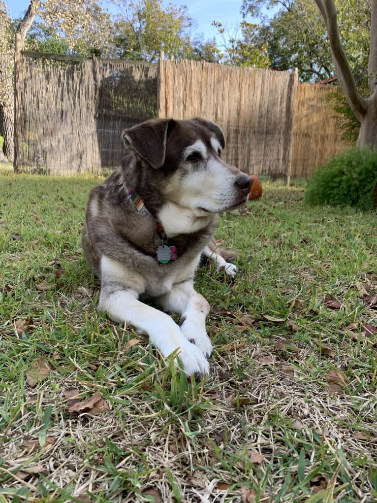 Chu, a Labrador Retriever and Siberian Husky mix tested with EmbarkVet.com