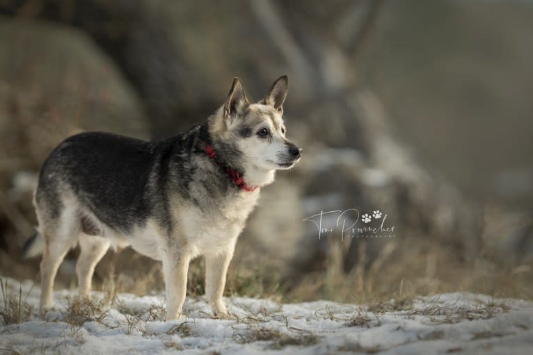 Midge, a Chihuahua and Australian Shepherd mix tested with EmbarkVet.com