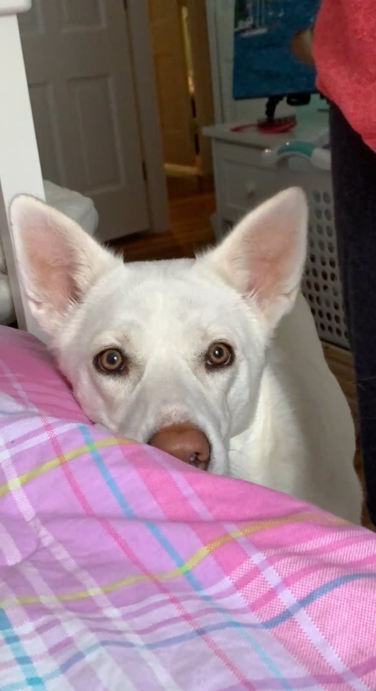 Alaska, a Siberian Husky and Border Collie mix tested with EmbarkVet.com