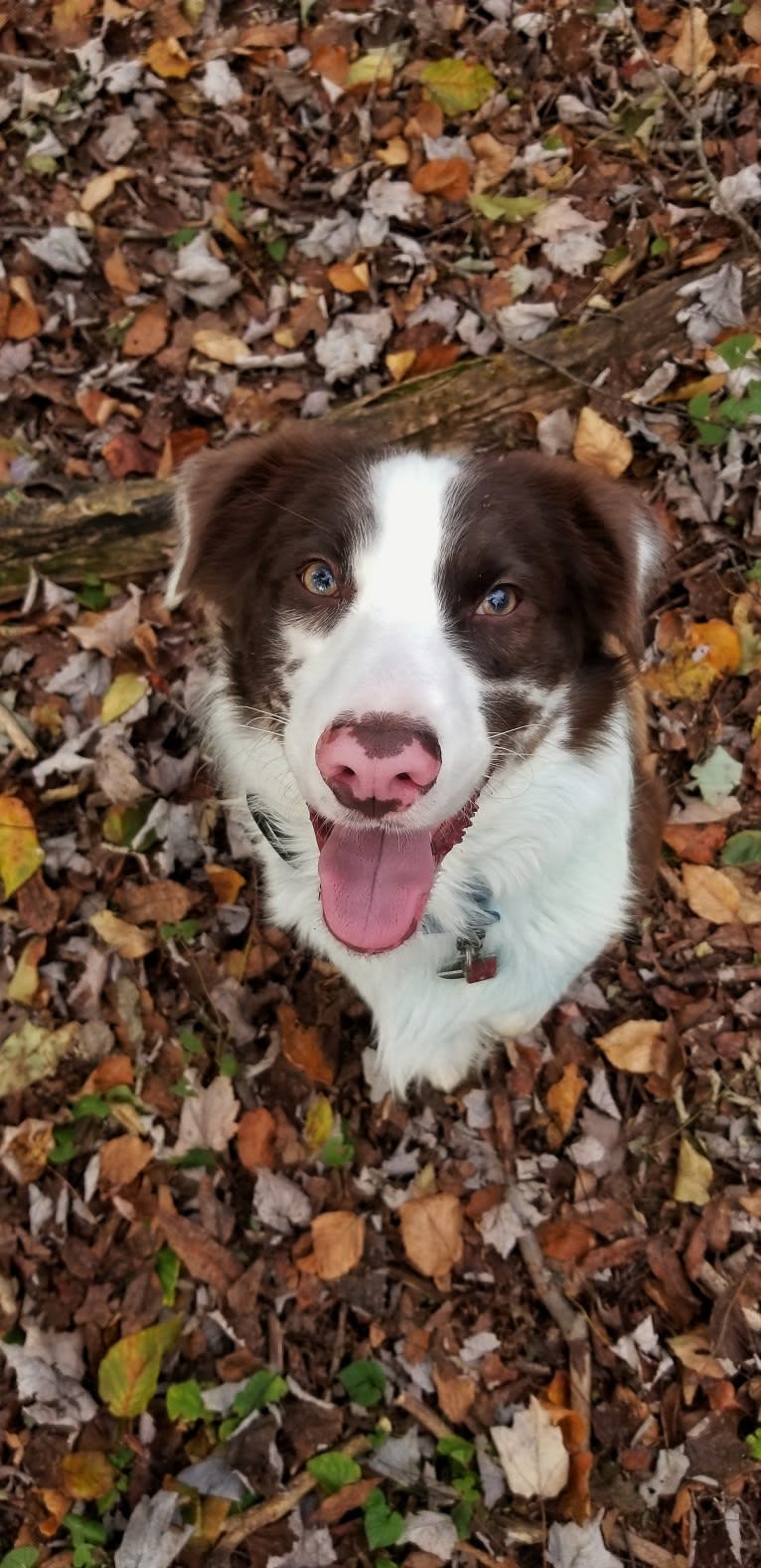 Tate, an Australian Shepherd tested with EmbarkVet.com