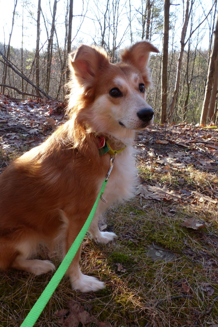 Kaylee, a Labrador Retriever and Samoyed mix tested with EmbarkVet.com