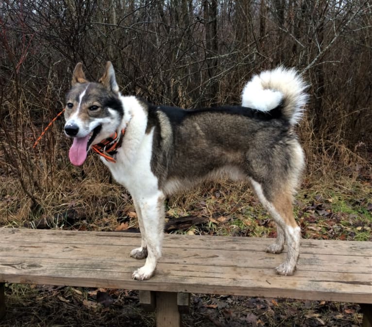 Flint, a West Siberian Laika tested with EmbarkVet.com