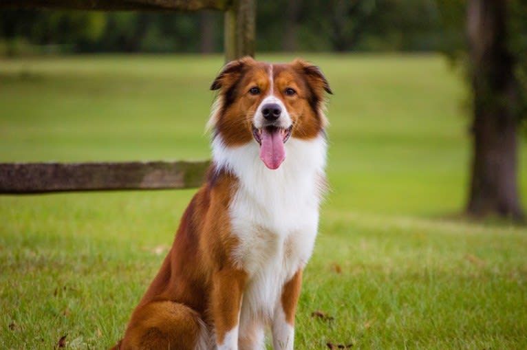 Mac, an English Shepherd tested with EmbarkVet.com