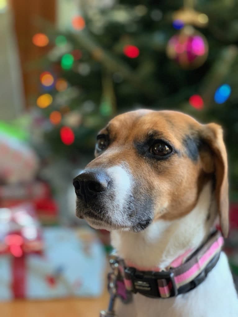 Freckles, a Beagle and German Shepherd Dog mix tested with EmbarkVet.com