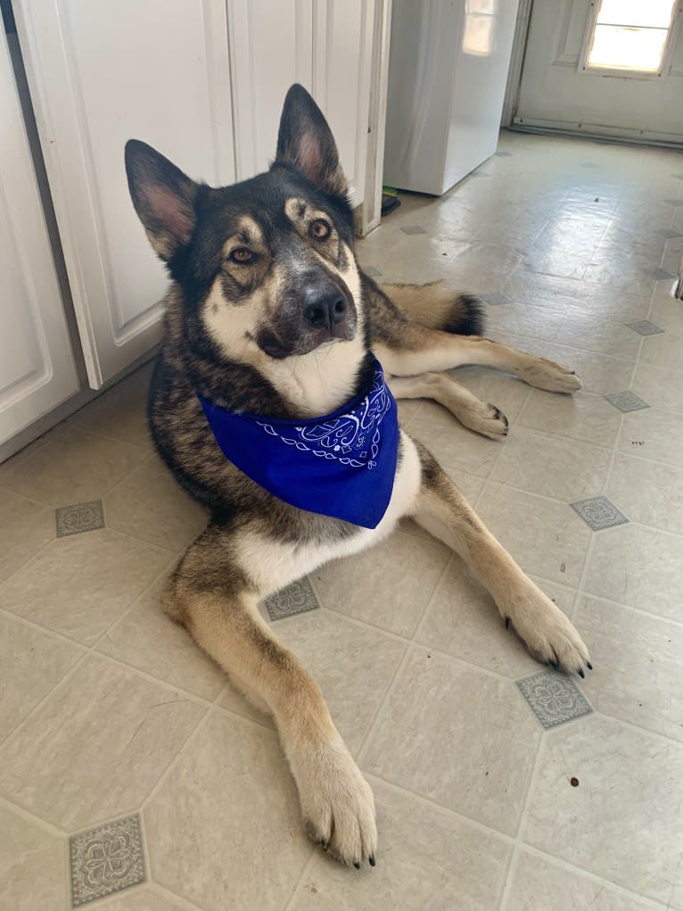 Gizmo, a Siberian Husky and German Shepherd Dog mix tested with EmbarkVet.com