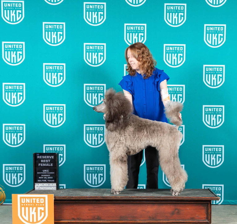 UCH Desert Reef's Rewrite the Stars CGCA CGCU TKI "Arwen", a Poodle (Standard) tested with EmbarkVet.com