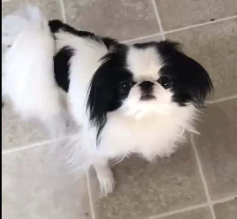 Lucy, a Japanese Chin tested with EmbarkVet.com