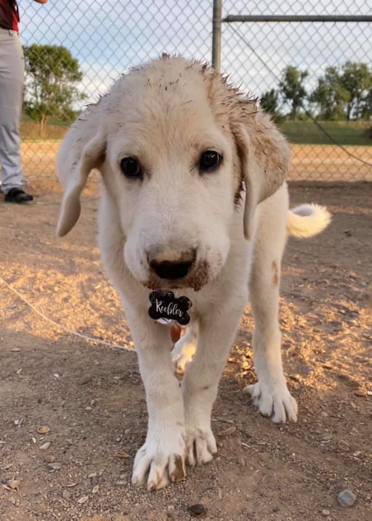 Keebler, a Great Pyrenees and Sarplaninac mix tested with EmbarkVet.com