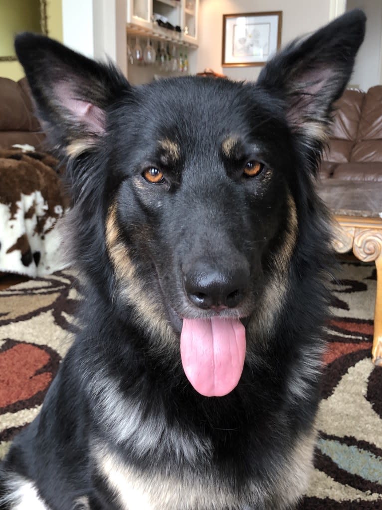 Sophie, a German Shepherd Dog tested with EmbarkVet.com