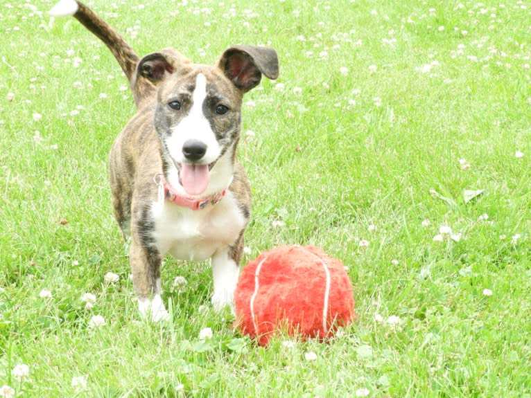 Rylie, a Mountain Cur and Rat Terrier mix tested with EmbarkVet.com