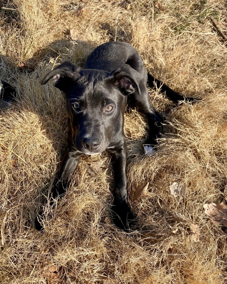 Photo of Subutai aka Subi, an American Pit Bull Terrier, Australian Cattle Dog, American Bully, and German Shepherd Dog mix in Oklahoma, USA