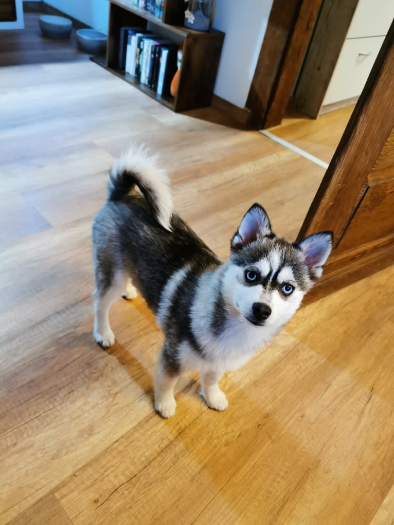 Azura, a Pomsky tested with EmbarkVet.com