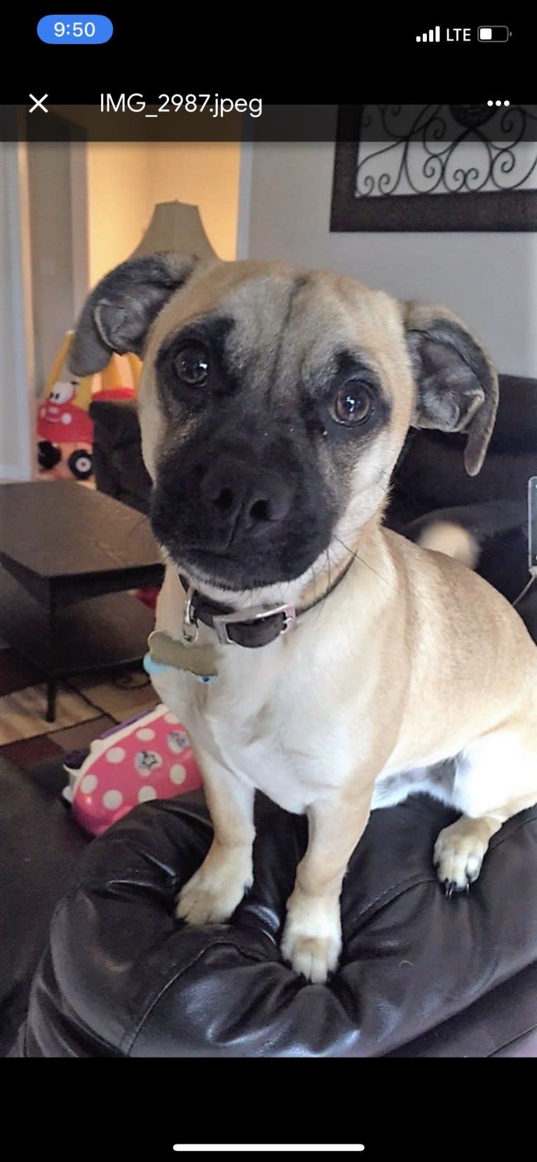 Bulleit, a Pug and Russell-type Terrier mix tested with EmbarkVet.com