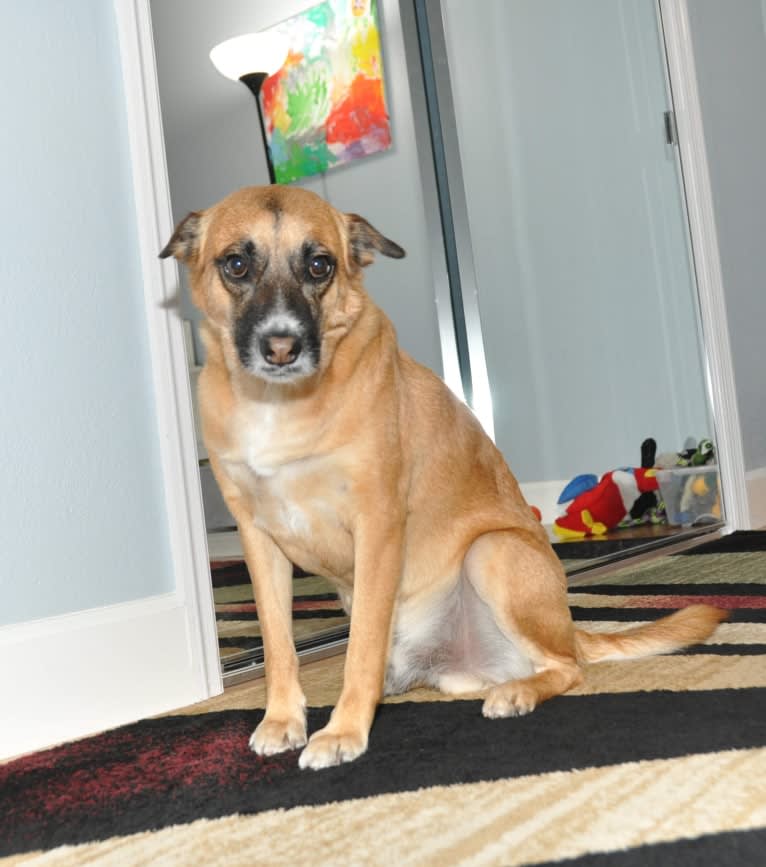 Timber, a Poodle (Small) and Australian Cattle Dog mix tested with EmbarkVet.com