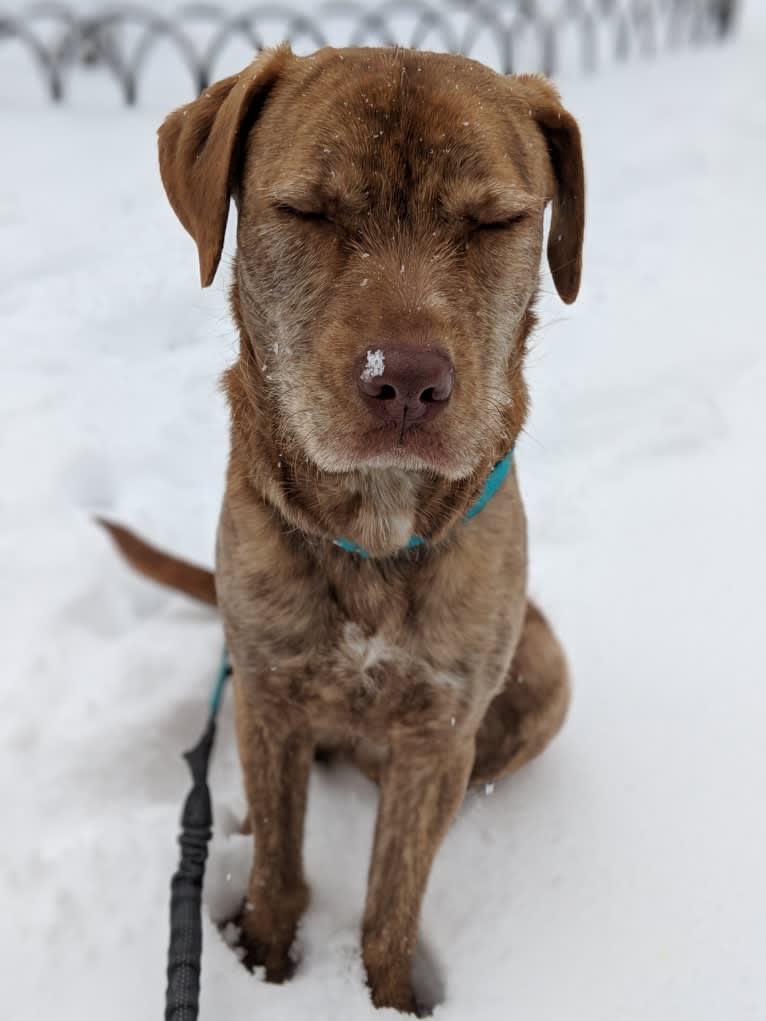 Koopa, an American Pit Bull Terrier and Plott mix tested with EmbarkVet.com