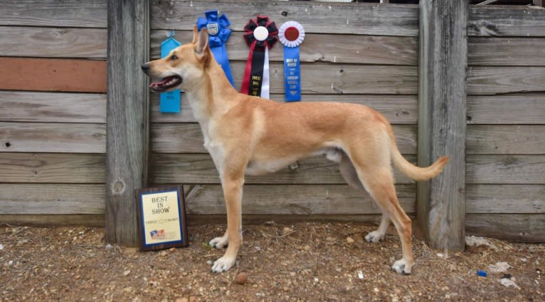 Bones, a Carolina Dog tested with EmbarkVet.com