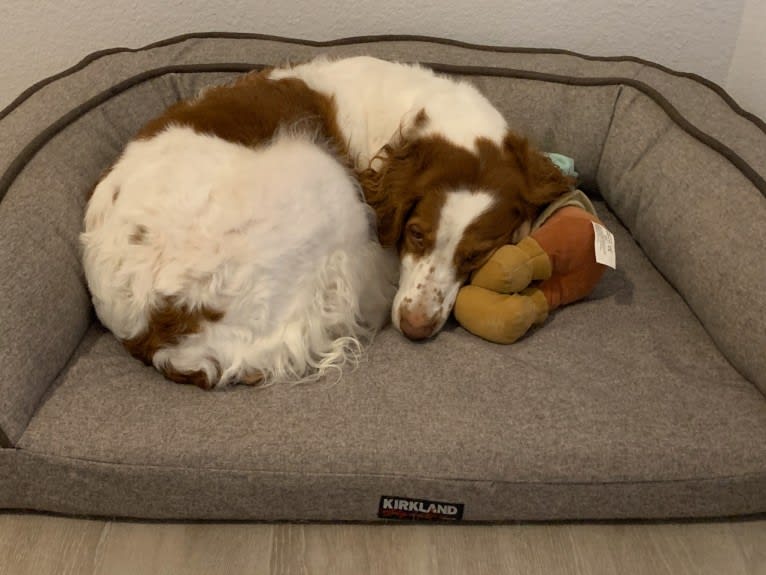 Autumn, a Brittany tested with EmbarkVet.com