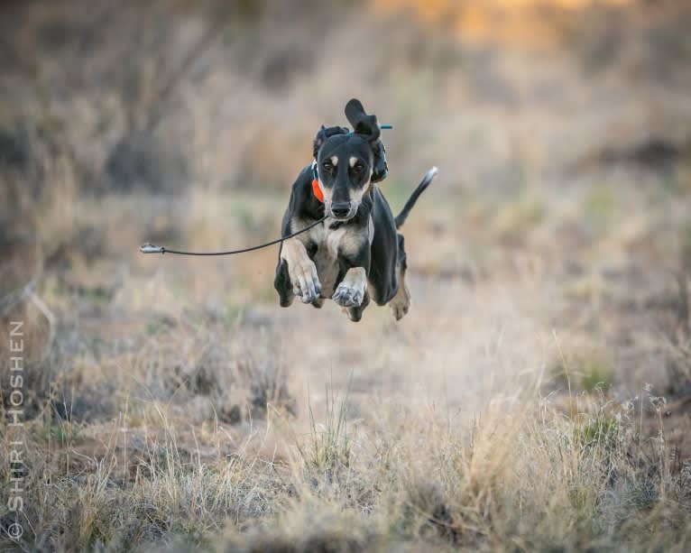 Orly, a Saluki tested with EmbarkVet.com