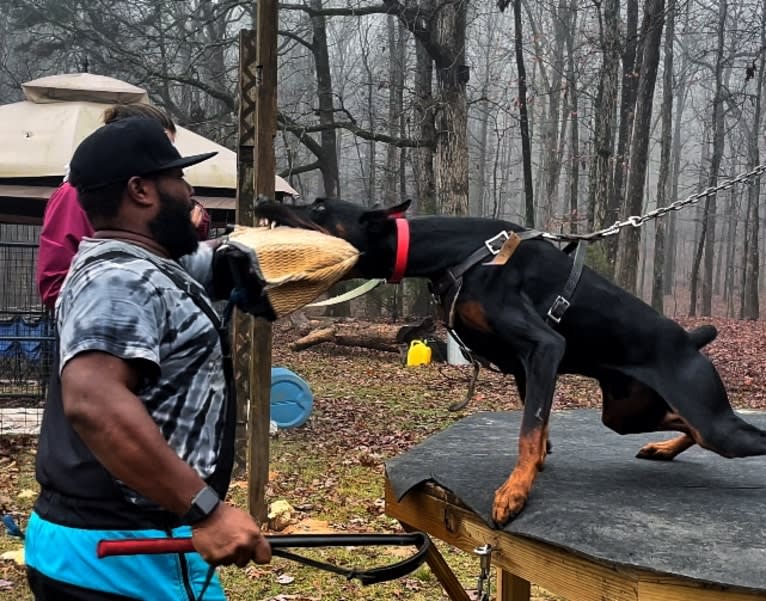 Duke, a Doberman Pinscher tested with EmbarkVet.com