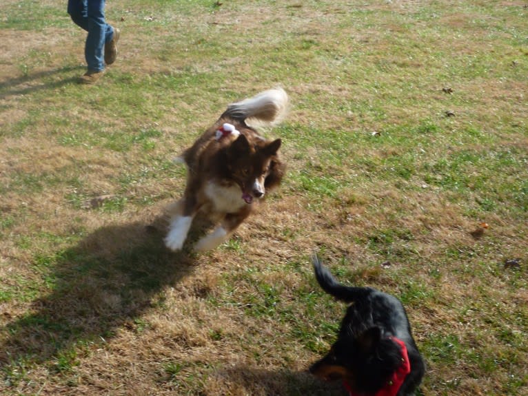 Leo, a Miniature/MAS-type Australian Shepherd and Alaskan Malamute mix tested with EmbarkVet.com