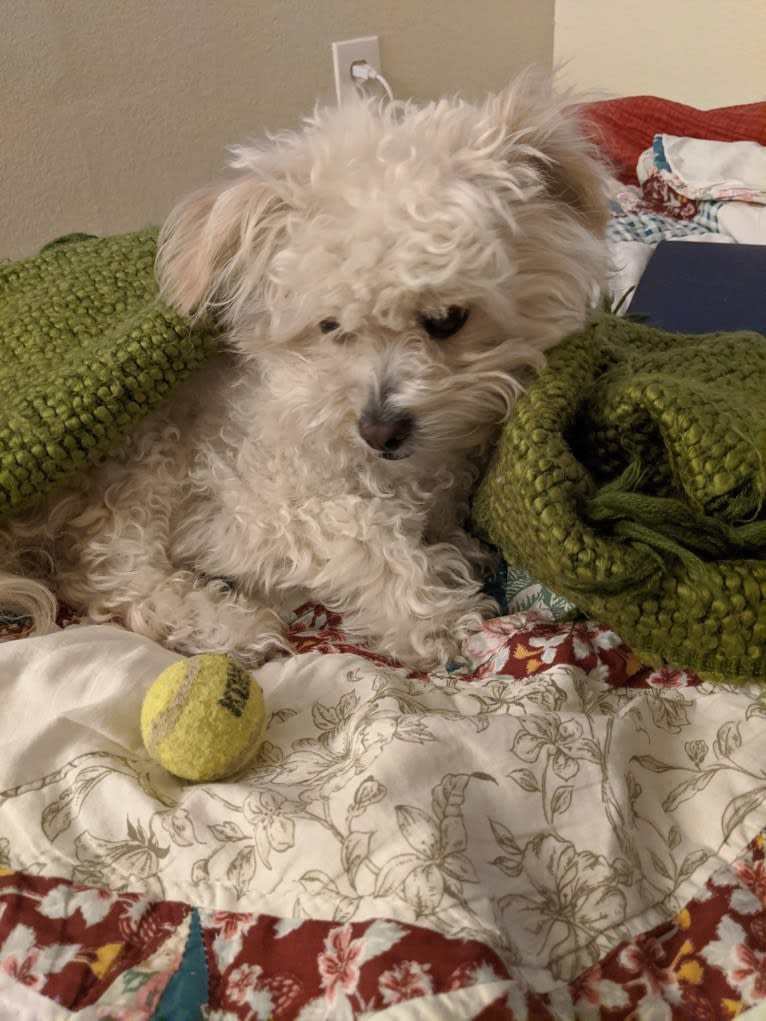 Kevin, a Poodle (Small) and Chihuahua mix tested with EmbarkVet.com