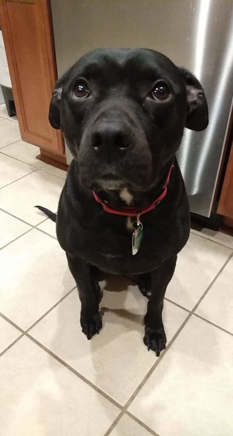 Marshall, an American Pit Bull Terrier and Labrador Retriever mix tested with EmbarkVet.com