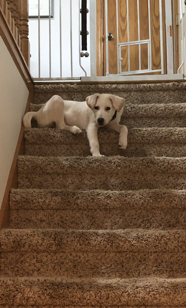 Maizee, a Great Pyrenees and German Shepherd Dog mix tested with EmbarkVet.com