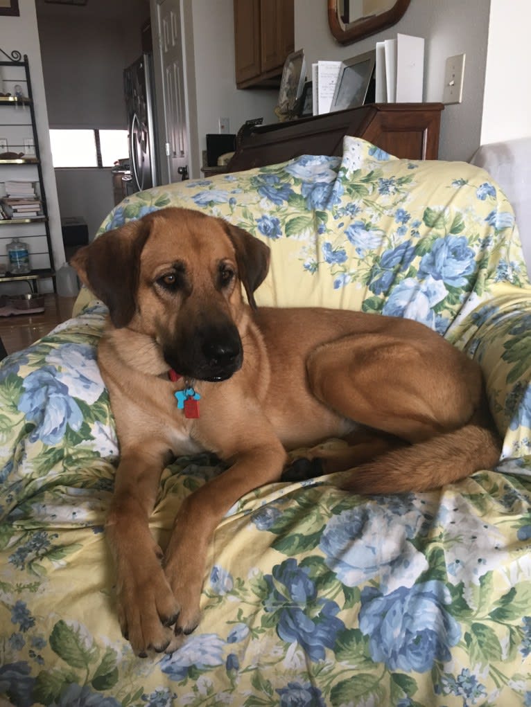 Bloodhound shepherd online