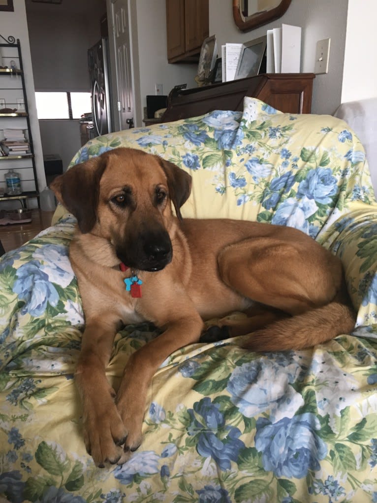 Ella, an Anatolian Shepherd Dog and Bloodhound mix tested with EmbarkVet.com