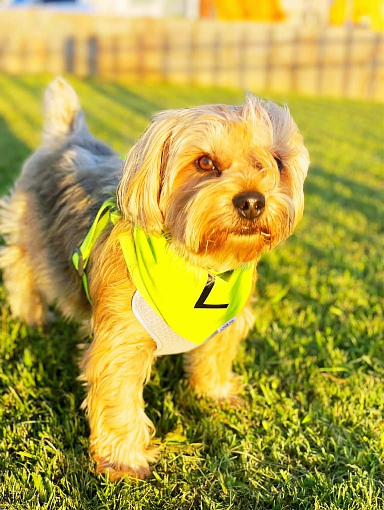 LUCA, a Yorkshire Terrier tested with EmbarkVet.com