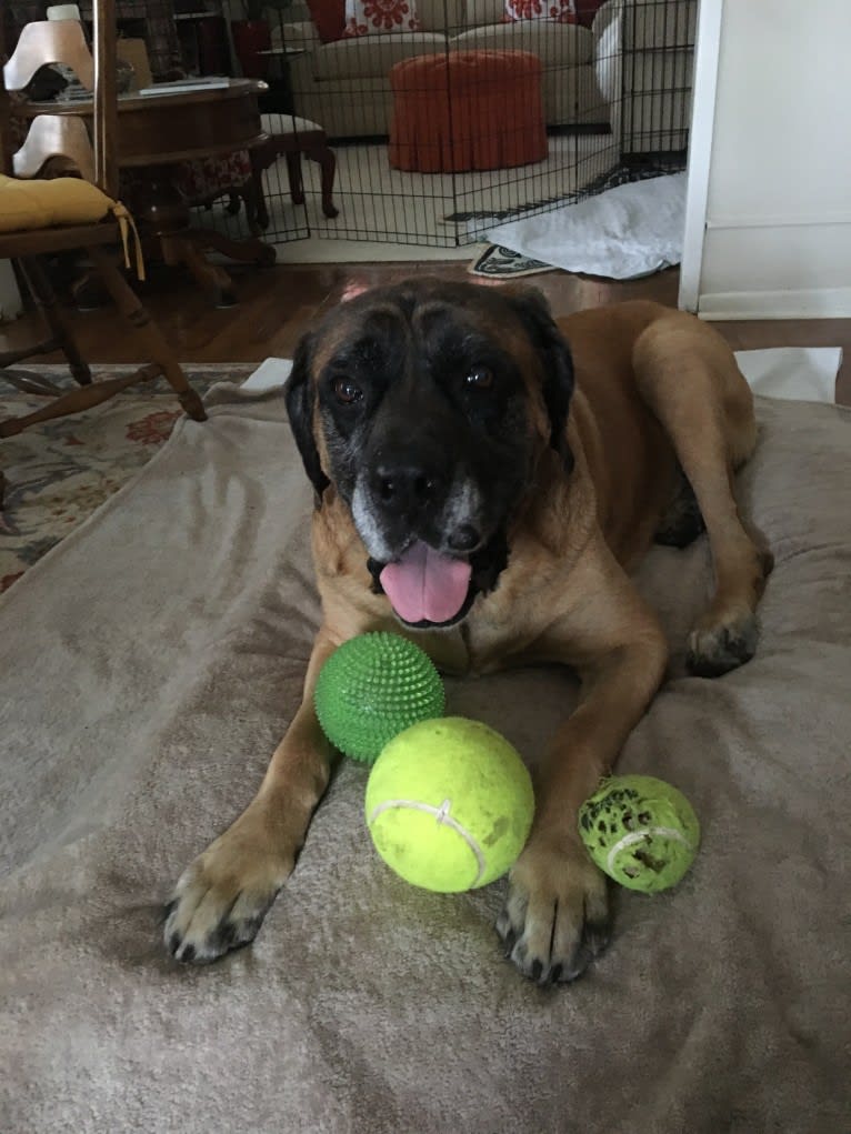 Charlie Brown, a Mastiff tested with EmbarkVet.com