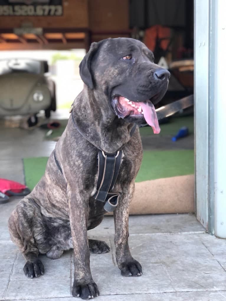 Artie, a Cane Corso tested with EmbarkVet.com