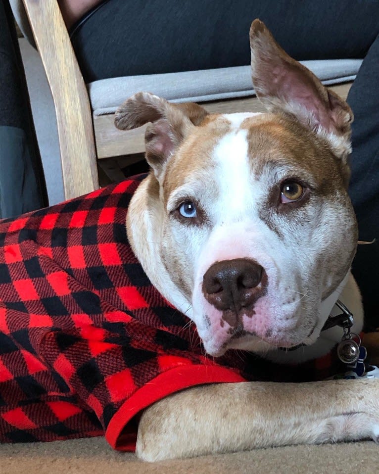 Louie, an American Pit Bull Terrier and American Staffordshire Terrier mix tested with EmbarkVet.com