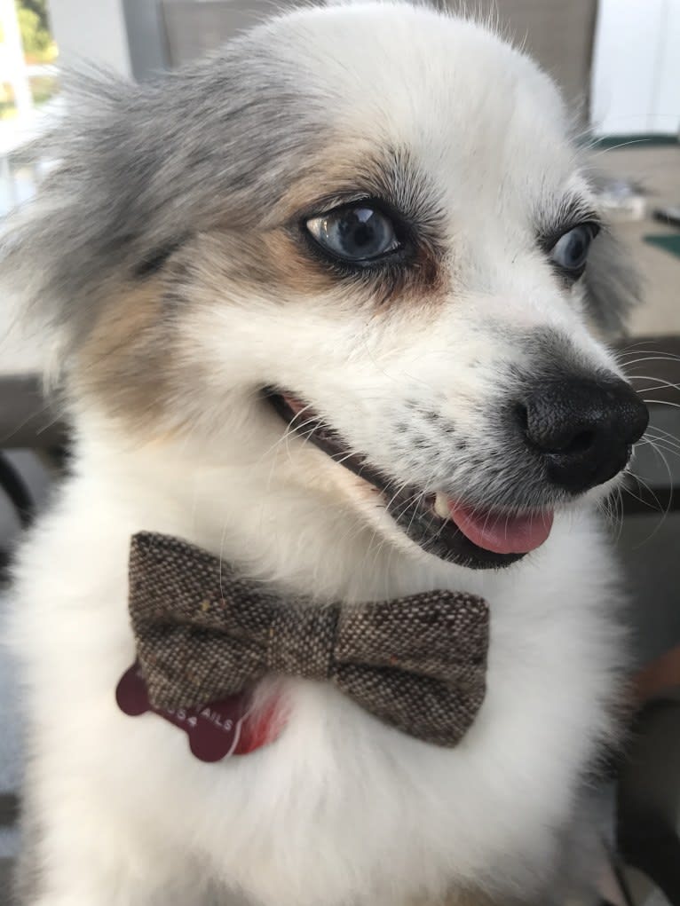 Bentley, an Australian Shepherd tested with EmbarkVet.com