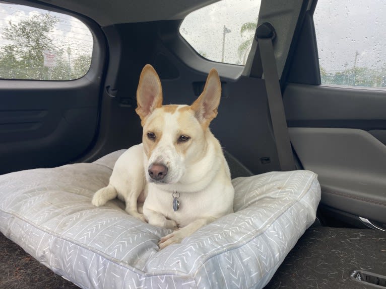 Sunny, a German Shepherd Dog and American Pit Bull Terrier mix tested with EmbarkVet.com