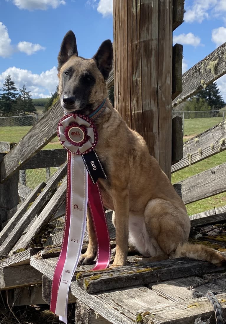 Trinity, a Belgian Shepherd tested with EmbarkVet.com