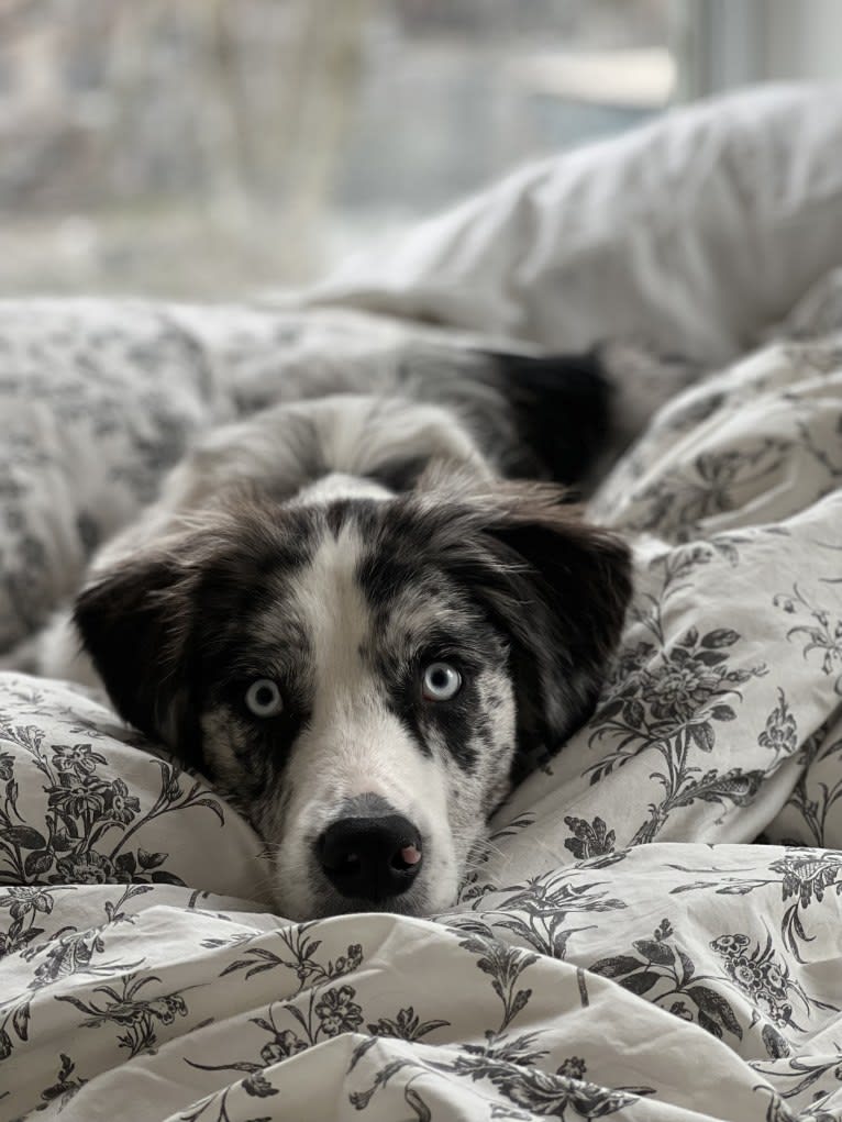 Ziggy, an Australian Shepherd and Border Collie mix tested with EmbarkVet.com