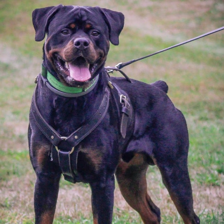 Kratos Raiju, a Rottweiler tested with EmbarkVet.com