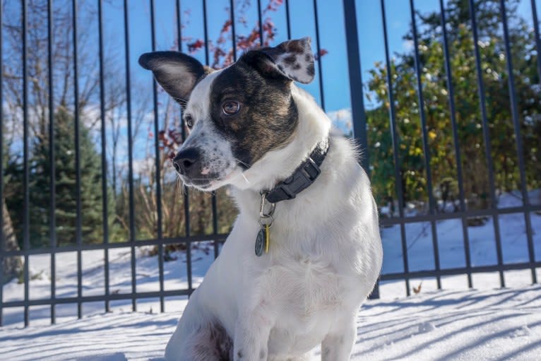 Snoopy, an Australian Cattle Dog and Pug mix tested with EmbarkVet.com