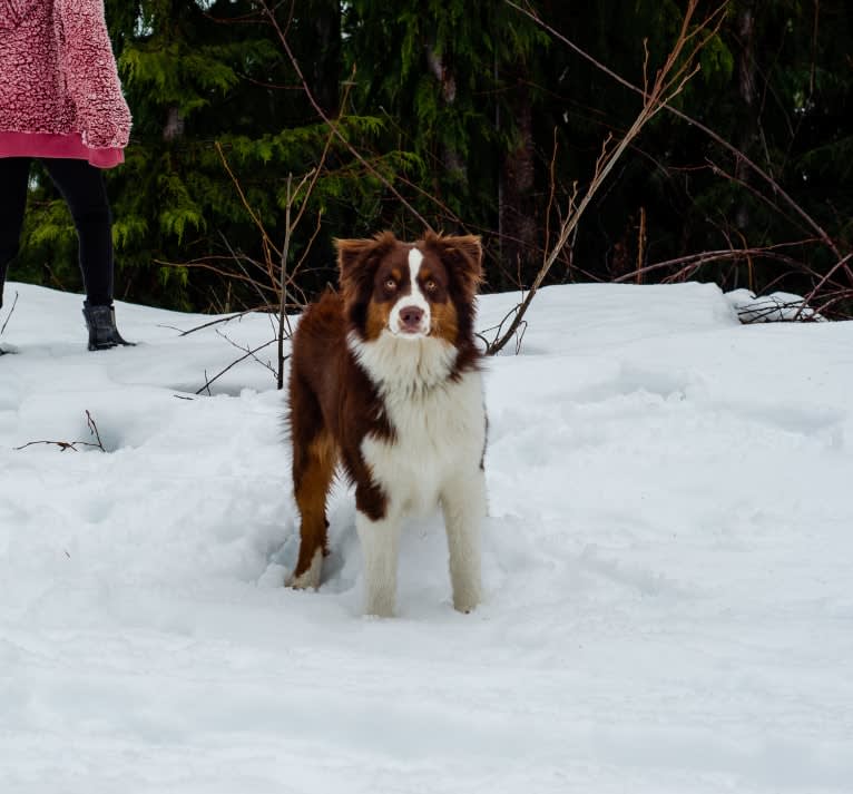 Klutch, an Australian Shepherd tested with EmbarkVet.com