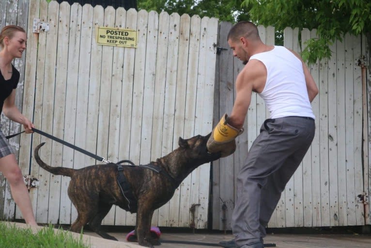 Tess, a Perro de Presa Canario tested with EmbarkVet.com