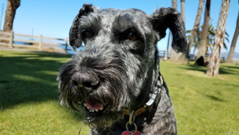 WILLOW, a Kerry Blue Terrier tested with EmbarkVet.com