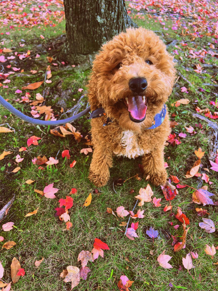 Mac Daddy, a Poodle tested with EmbarkVet.com