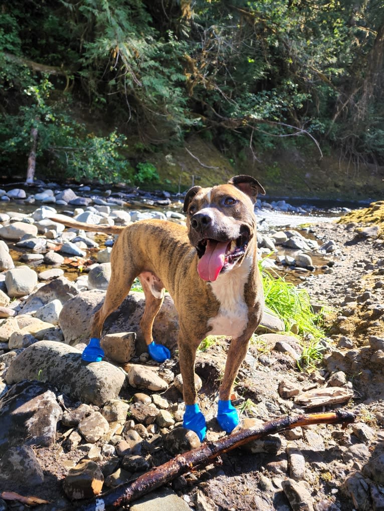 Rosco, an American Pit Bull Terrier tested with EmbarkVet.com