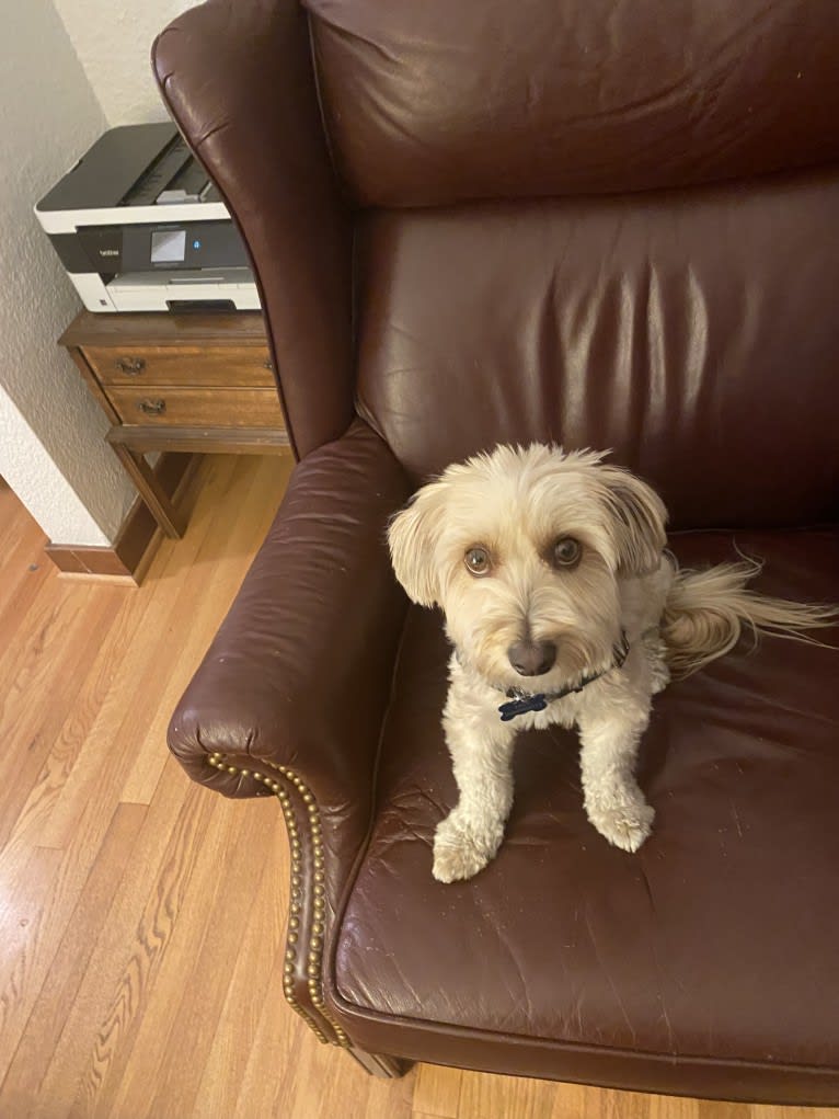 Max, a Bolognese and Poodle (Small) mix tested with EmbarkVet.com