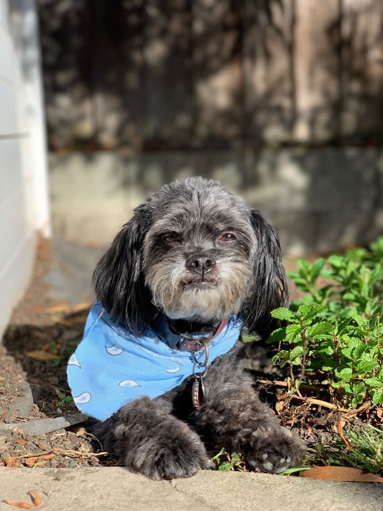 Sprout, a Poodle (Small) and Shih Tzu mix tested with EmbarkVet.com