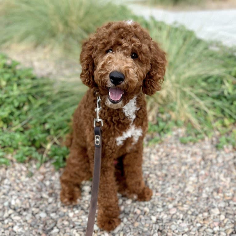 Tormund, a Poodle tested with EmbarkVet.com